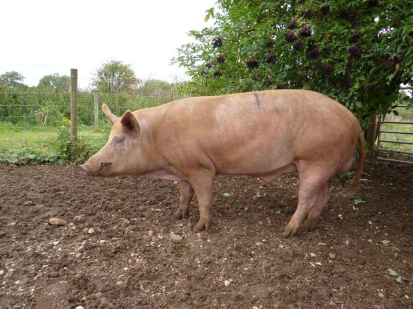 Domestic Pig - Image 2