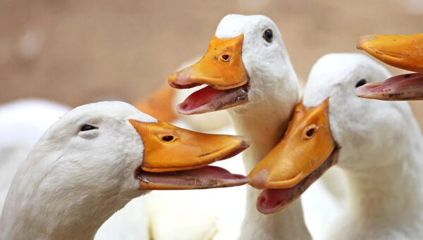 Domestic Duck - Image 2