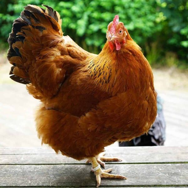 Domestic Fowl - Image 4