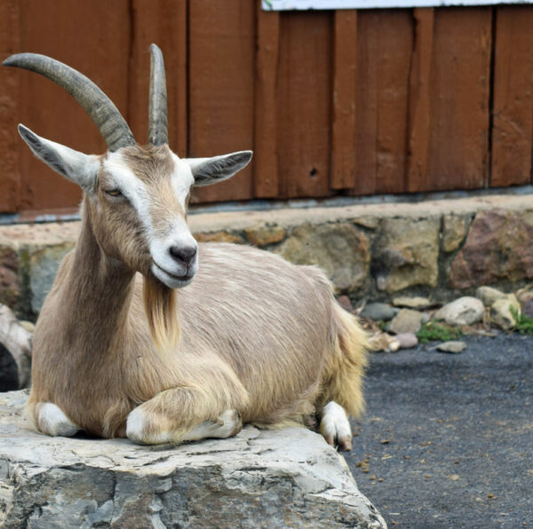 Domestic Goat - Image 4