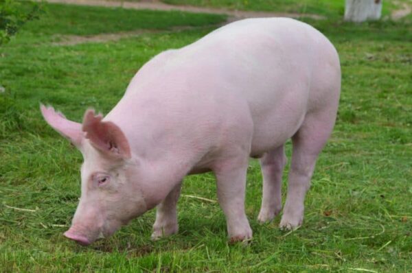 Domestic Pig - Image 4