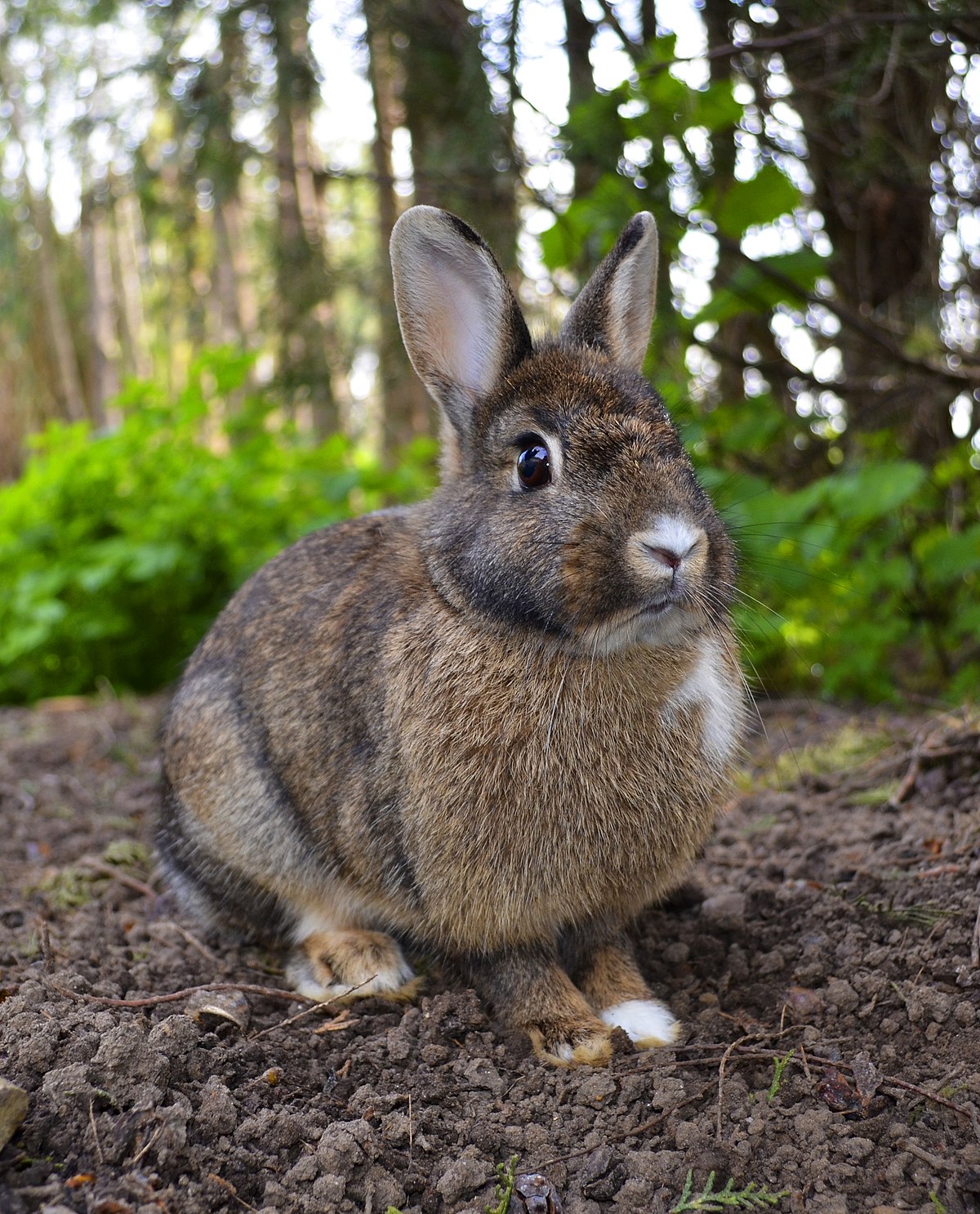 Domestic Rabbit